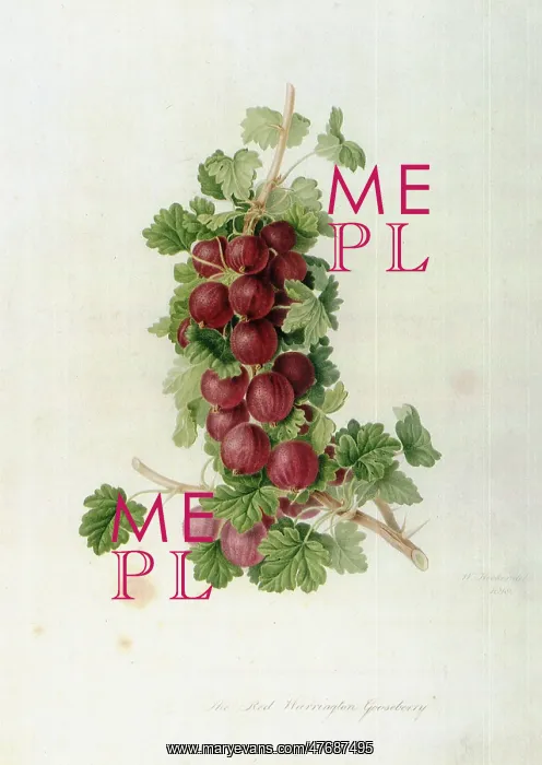 : Red Warrington Gooseberry : Red Warrington Gooseberry