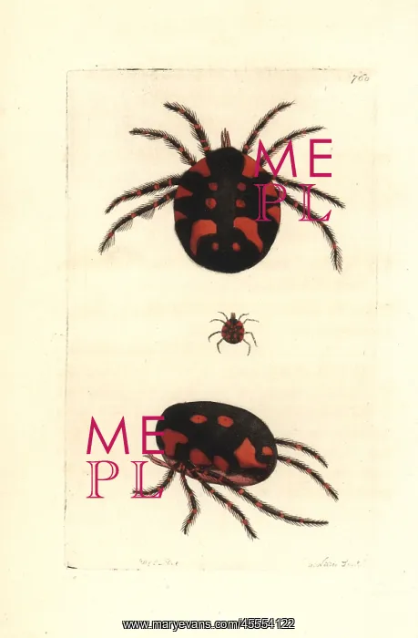 : Red water mite, Hydrachna geographica : Red water mite, Hydrachna geographica