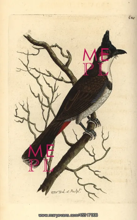 : Red-whiskered bulbul, Pycnonotus jocosus : Red-whiskered bulbul, Pycnonotus jocosus