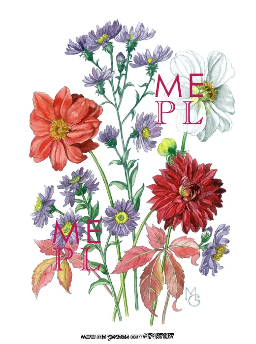  : Red and white Dahlias and Michaelmas daisies