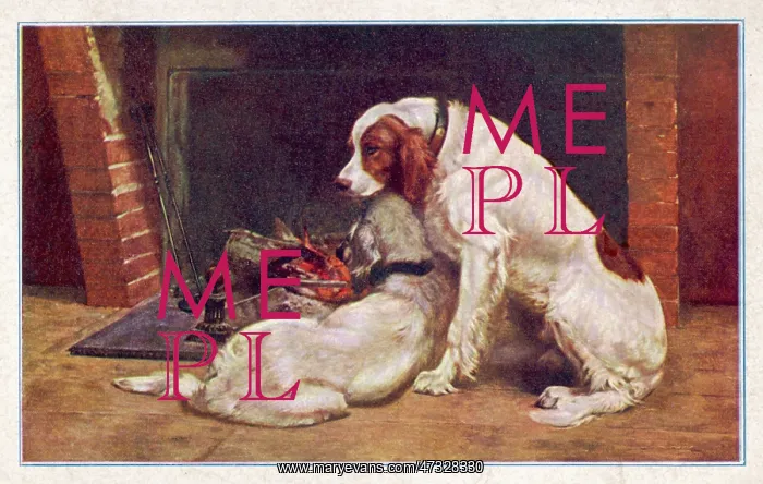 : TWO RED & WHITE SETTERS : TWO RED & WHITE SETTERS