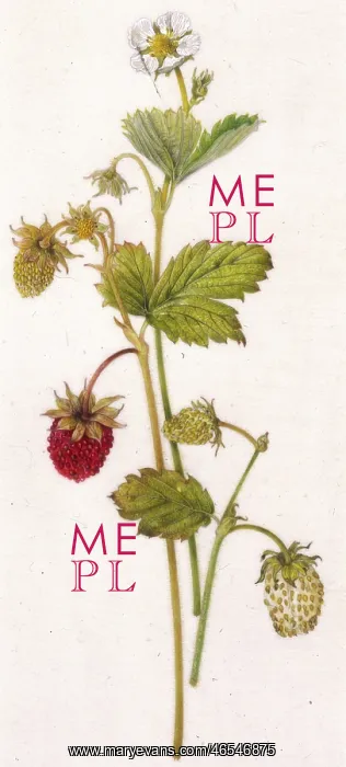  : Red and white wild strawberries