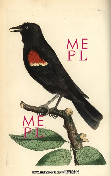: Red-winged blackbird, Agelaius phoeniceus : Red-winged blackbird, Agelaius phoeniceus