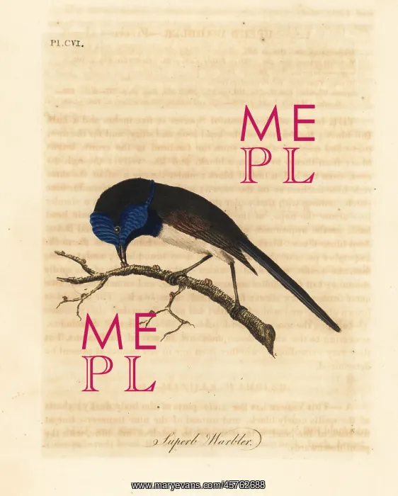 : Red-winged fairywren, Malurus elegans : Red-winged fairywren, Malurus elegans