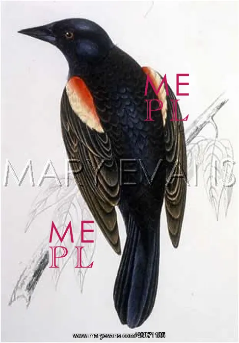  : RED-WINGED STARLING