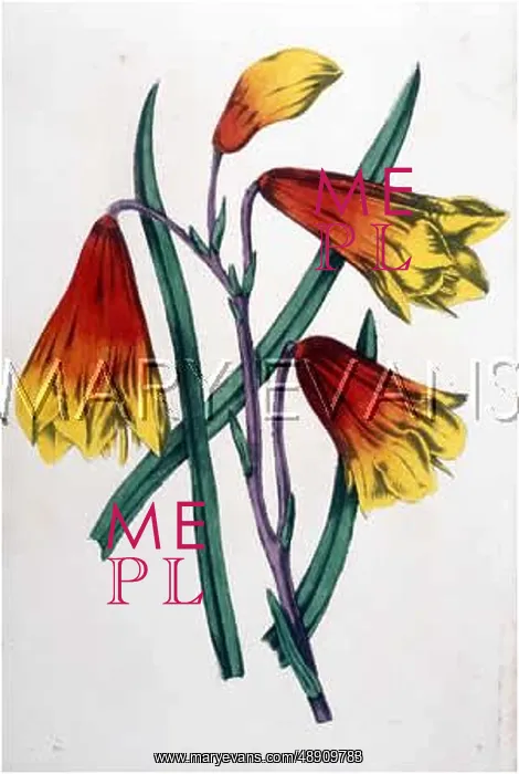  : RED & YELLOW FLOWER