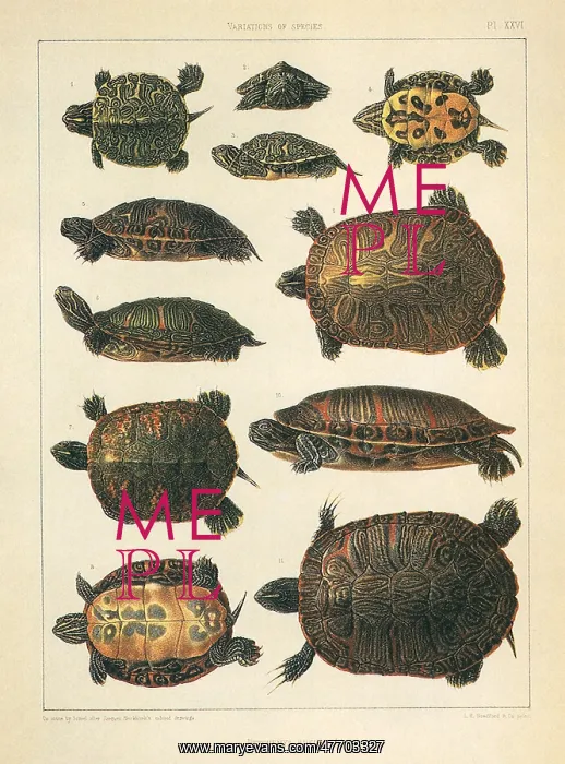  : Redbelly Turtle, Pseudemys rubriventris
