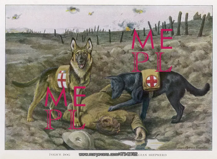 : Redcross War Dogs Rescue : Redcross War Dogs Rescue