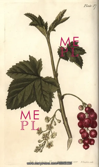 : Redcurrant, Ribes rubrum : Redcurrant, Ribes rubrum