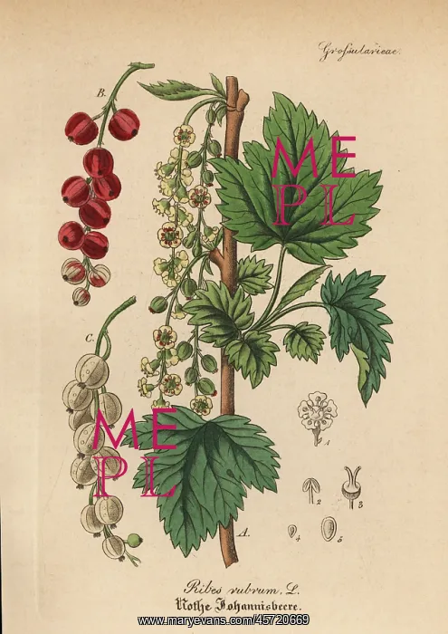 : Redcurrant, Ribes rubrum : Redcurrant, Ribes rubrum
