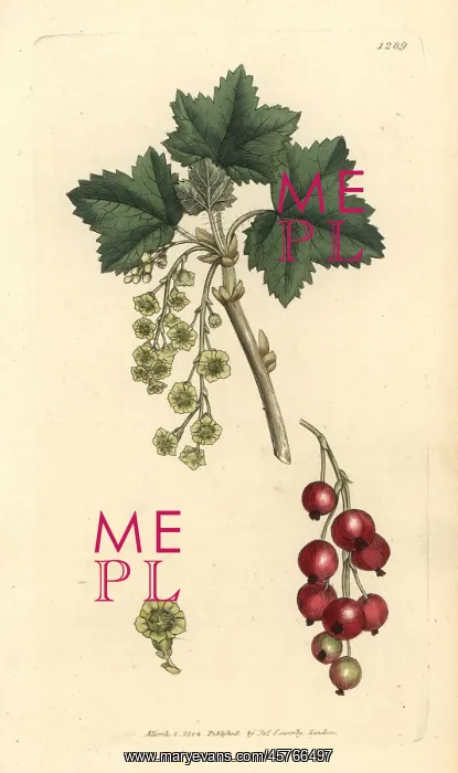 : Redcurrant, Ribes rubrum : Redcurrant, Ribes rubrum