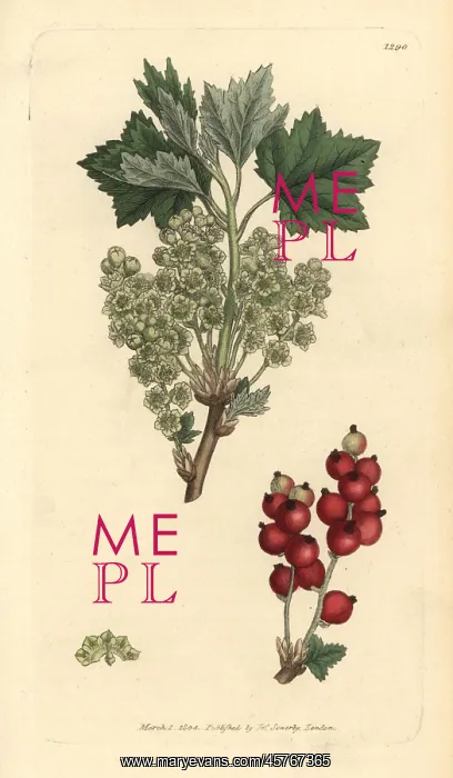 : Redcurrant, Ribes spicatum : Redcurrant, Ribes spicatum