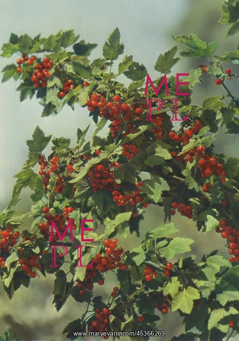  : Redcurrants