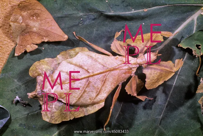 : Reddish Brown Leaf Insect Mimics the colour and : Reddish Brown Leaf Insect Mimics the colour and