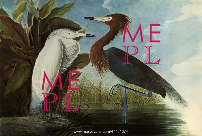  : Reddish Egrets