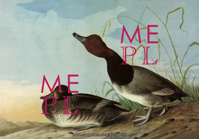  : Redhead Ducks