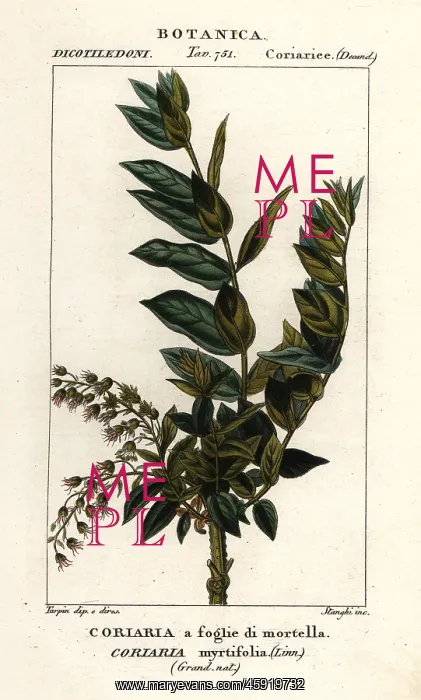 : Redoul tree, Coriaria myrtifolia : Redoul tree, Coriaria myrtifolia