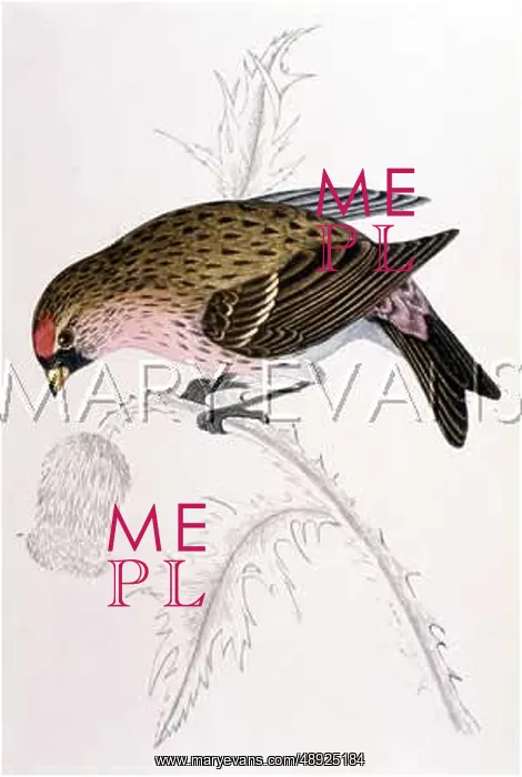 : REDPOLE. THE LESSER REDPOLE (Linota rufescens) The smallest of our British finches : REDPOLE. THE LESSER REDPOLE (Linota rufescens) The smallest of our British finches