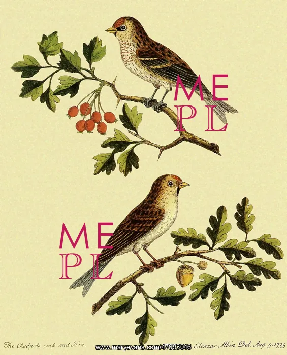  : Redpoll, Acanthis flammea