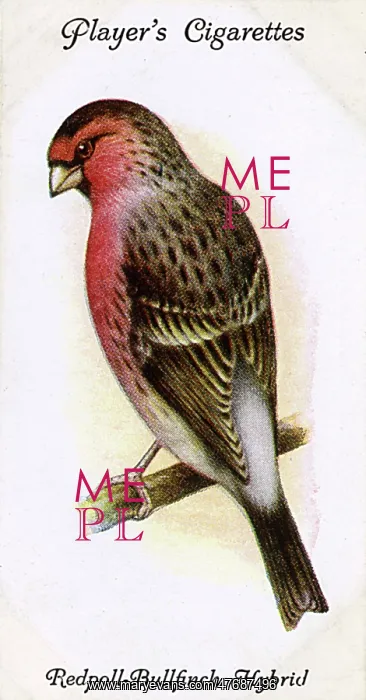  : Redpoll-Bullfinch Hybrid
