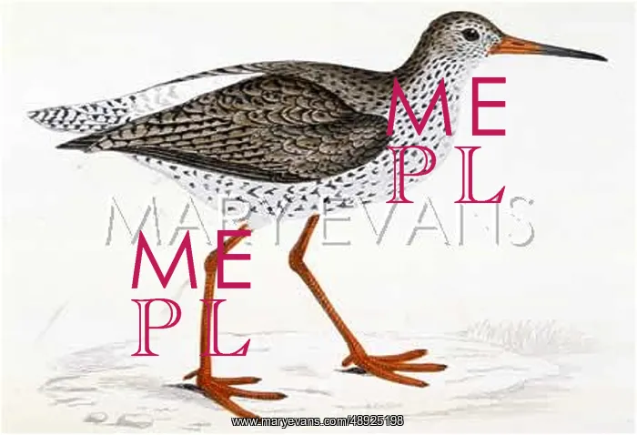  : REDSHANK (MORRIS)