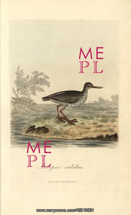 : Redshank, Tringa totanus : Redshank, Tringa totanus