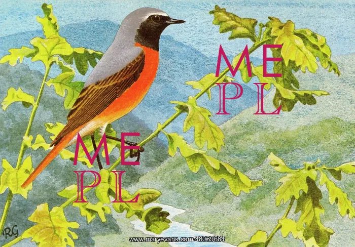 : Redstart. A Redstart perches on the branches of an oak tree : Redstart. A Redstart perches on the branches of an oak tree