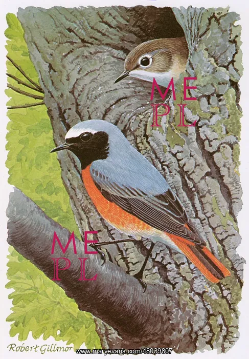 : Redstart. One Redstart perches on the branch of a tree while the other pokes its head : Redstart. One Redstart perches on the branch of a tree while the other pokes its head