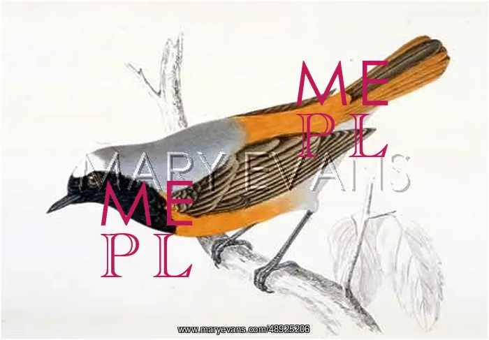  : REDSTART (MORRIS)