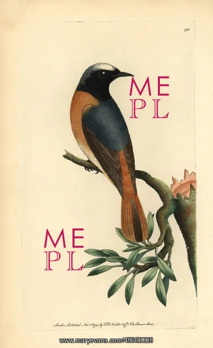 : Redstart, Phoenicurus phoenicurus : Redstart, Phoenicurus phoenicurus