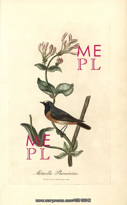 : Redstart, Phoenicurus phoenicurus on a honeysuckle : Redstart, Phoenicurus phoenicurus on a honeysuckle