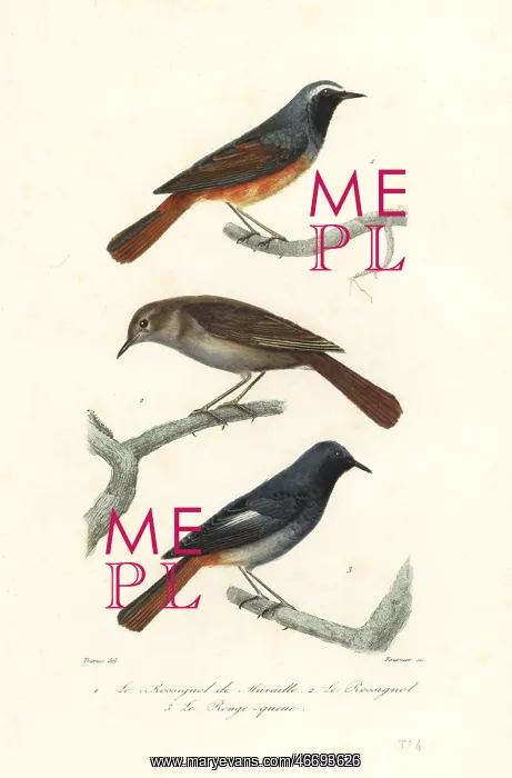  : Redstart, thrush nightingale and black redstart