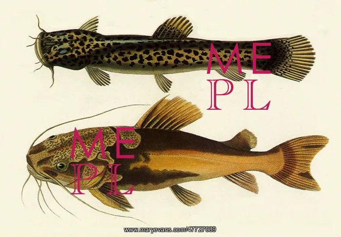  : Redtail Catfish, Phractocephalus hemiliopterus