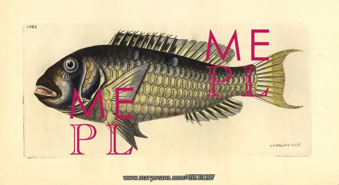 : Redtail parrotfish, Sparisoma chrysopterum : Redtail parrotfish, Sparisoma chrysopterum