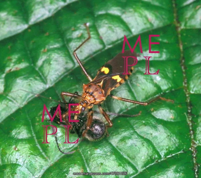 : Reduviidae, assassin bug : Reduviidae, assassin bug