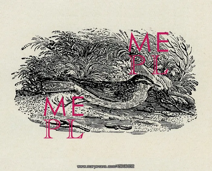  : Redwing. Artist: Thomas Bewick