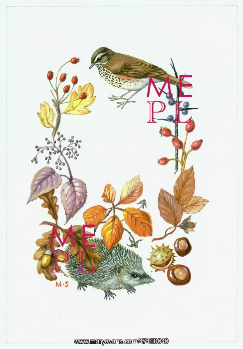 : Redwing, hedgehog, berries, acorns, oak, elder : Redwing, hedgehog, berries, acorns, oak, elder
