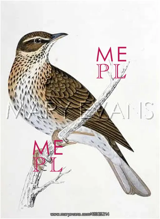  : REDWING (MORRIS)