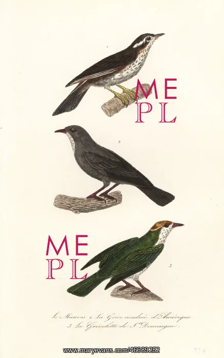 : Redwing, Turdus iliacus 1, red-legged thrush : Redwing, Turdus iliacus 1, red-legged thrush
