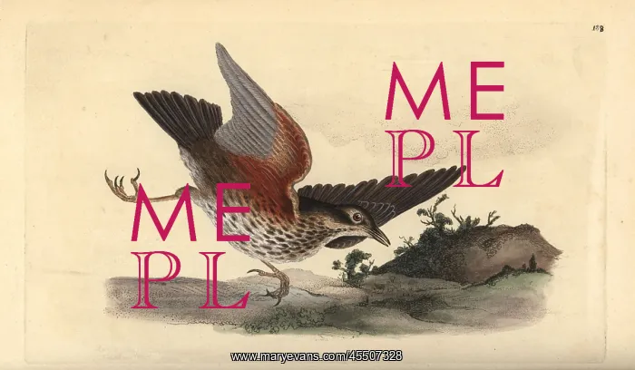 : Redwing, Turdus iliacus : Redwing, Turdus iliacus