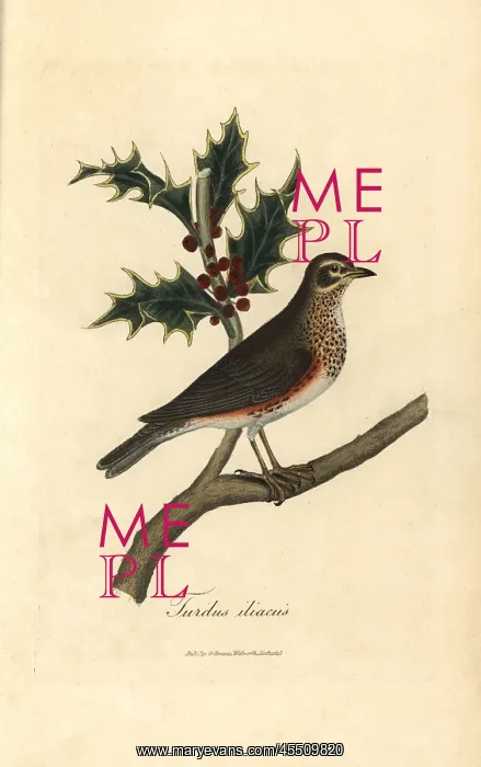 : Redwing, Turdus iliacus perched on a holly : Redwing, Turdus iliacus perched on a holly