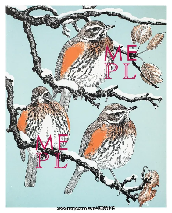 : Redwings : Redwings