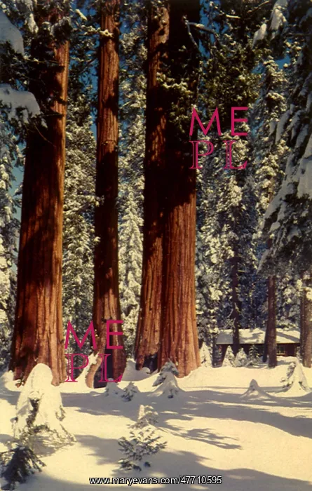  : Redwoods in Snow