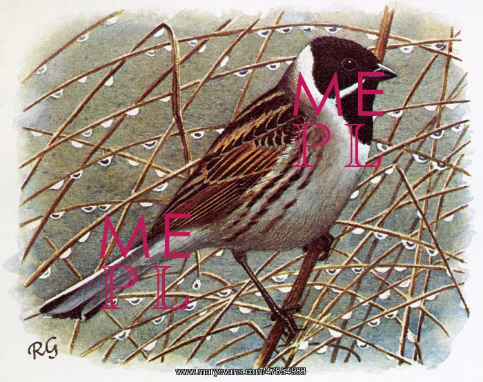 : REED BUNTING : REED BUNTING