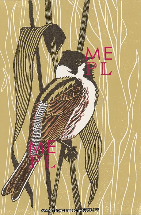 : Reed Bunting : Reed Bunting