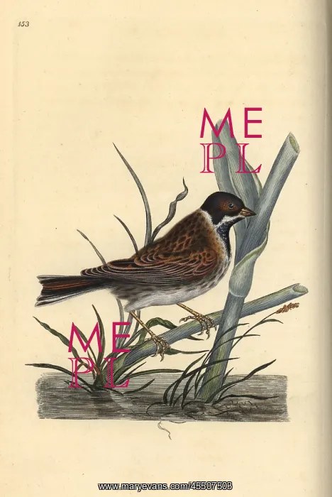 : Reed bunting, Emberiza schoeniculus : Reed bunting, Emberiza schoeniculus