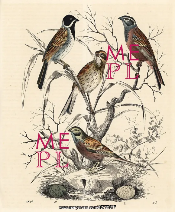 : Reed bunting and rock bunting : Reed bunting and rock bunting