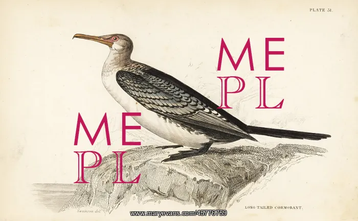: Reed cormorant, Microcarbo africanus : Reed cormorant, Microcarbo africanus