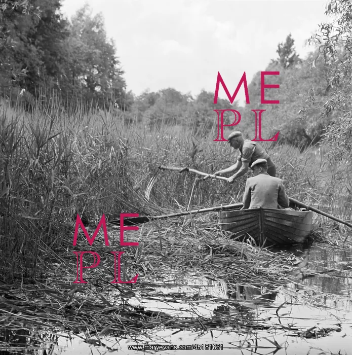 : Reed Cutting : Reed Cutting