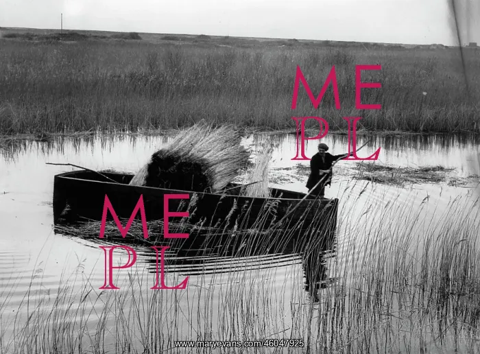 : Reed cutting : Reed cutting
